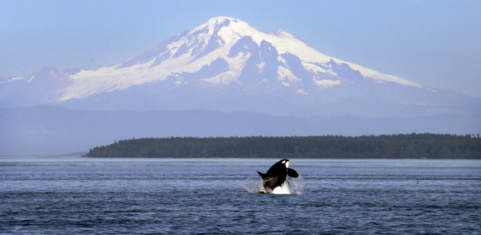 In this photo taken July 31, 2015, an orca whale breaches in the Salish Sea in the San Juan Islands, Washington, with Mount Baker in the distance.  / Credit: AP Photo/Elaine Thompson