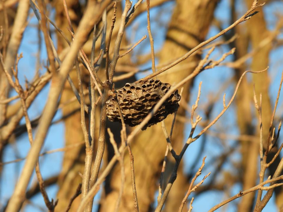 This old paper wasp nest is still attached to a tree in the Iowa Park area. It is likely a Guinea paper wasp (Polistes exclamans) nest.