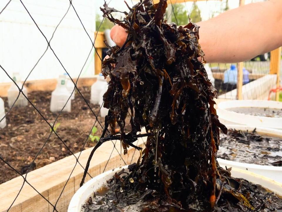 David Elson said the seaweed tea he creates through soaking seaweed over the summer helps his garden grow strong. Potatoes, he said, have fewer blemishes.  (Heidi Atter/CBC - image credit)