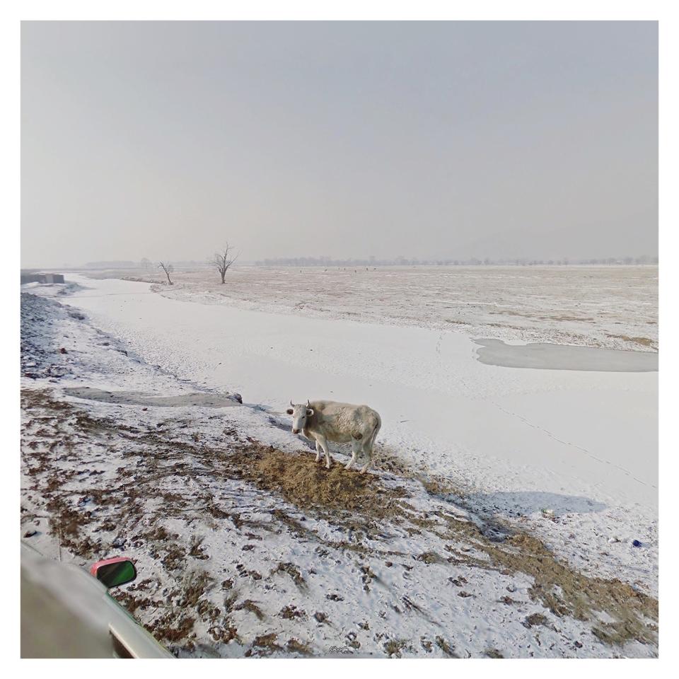 White Cow_Mongolia