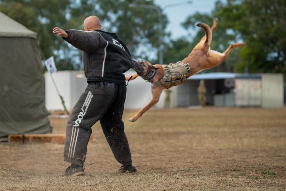 美澳「護身軍刀(Talisman Sabre)」軍演，澳洲陸軍軍犬「阿帕奇」展現「擊殺」的強悍攻擊力。   圖：翻攝Talisman Sabre推特