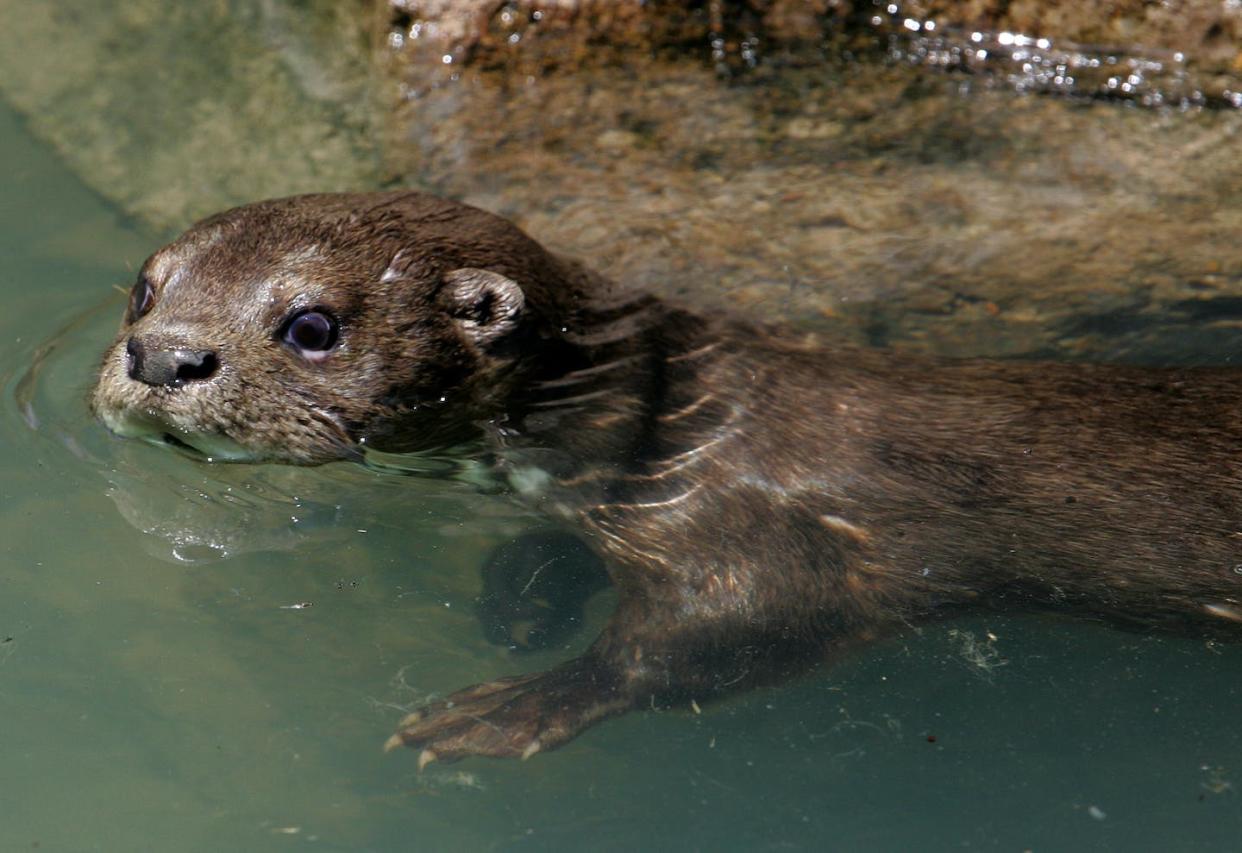 Otters and other semiaquatic mammals can keep clean even in dirty water. <a href="https://newsroom.ap.org/detail/ANIMALSINTROUBLE/88740e31a4f1471ea8048eda247fbceb/photo?Query=otter&mediaType=photo&sortBy=&dateRange=Anytime&totalCount=191&digitizationType=Digitized&currentItemNo=13&vs=true&vs=true" rel="nofollow noopener" target="_blank" data-ylk="slk:AP Photo/Kirsty Wigglesworth;elm:context_link;itc:0;sec:content-canvas" class="link ">AP Photo/Kirsty Wigglesworth</a>