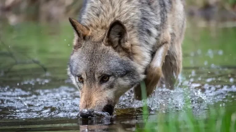 Hay alrededor de 20 lobos adultos en los Países Bajos.