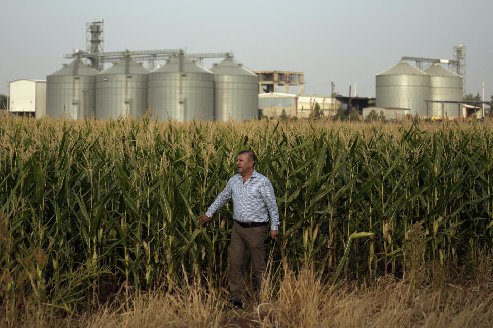 Turkish farmer Ata Yigit checks a cornfield which is part of his 4,500 acres farm that he uses the Southeast Anatolia Project water pipe to irrigate most of it in the Kiziltepe district of Mardin province, Turkey, Wednesday, Oct. 19, 2022.(AP Photo/Khalil Hamra)