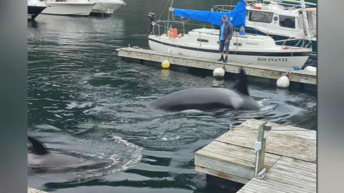 Close-encounter with orca pod in Horseshoe Bay