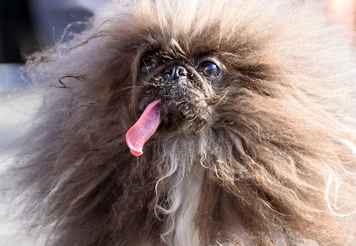 Loll-tongued Pekingese Wild Thang, 8, scooped the award   (AFP via Getty Images)