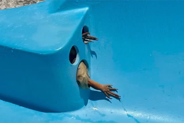 <p>Courtesy of Humane Iguana Control</p> A female iguana stuck in a Florida resort's water slide