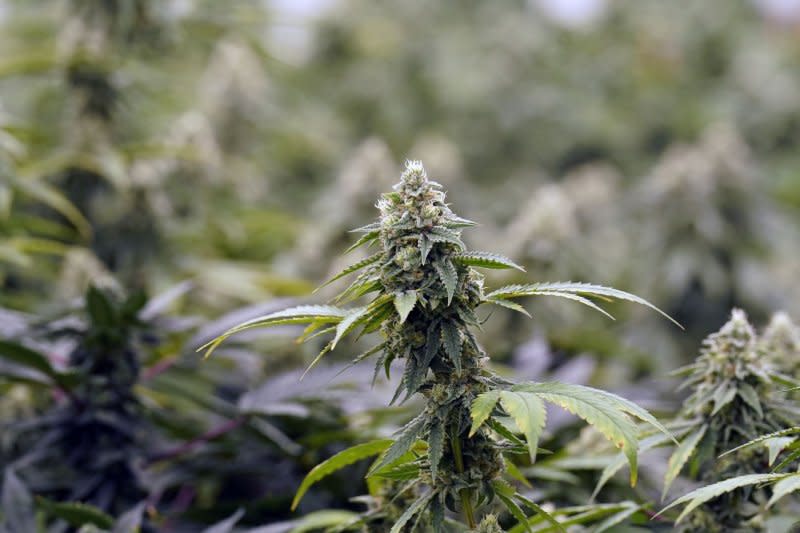 The German government said Wednesday it has passed a draft of a law legalizing adult recreational marijuana possession. File Photo by Bill Greenblatt/UPI