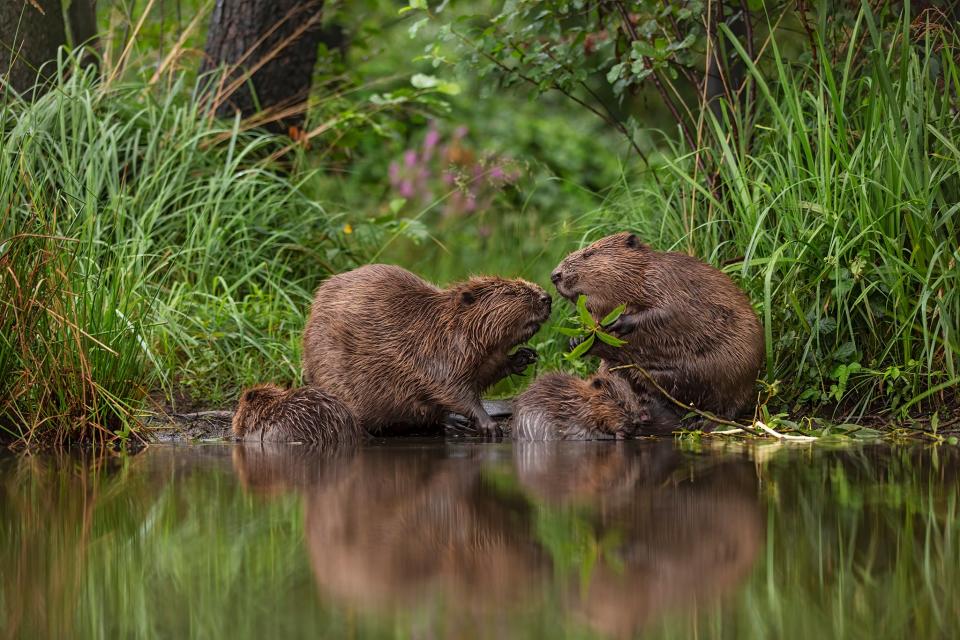 European beavers at their favourite feeding place in Grimma, GermanyOliver Richter/Wildlife Photographer of the Year