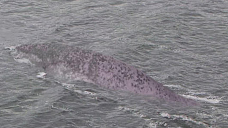 Steve Challice took to Facebook group Anomalous Universe to ask members what they thought was in the water.