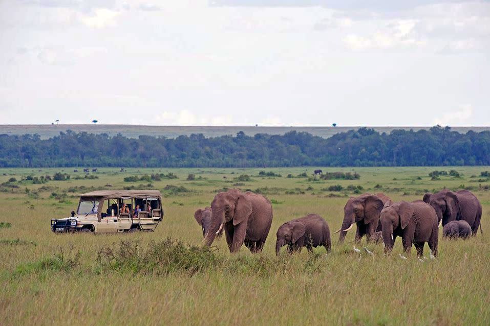 elephants on African Safari