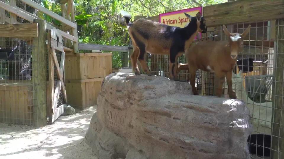 “Kids Name Kids”: Brevard Zoo letting children pick names of baby goats