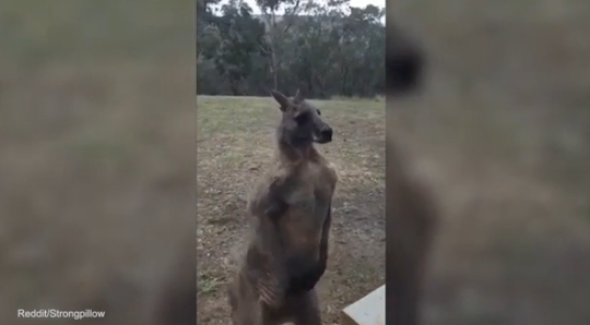 The roo picked a fight with the wrong opponent. Photo: Reddit.