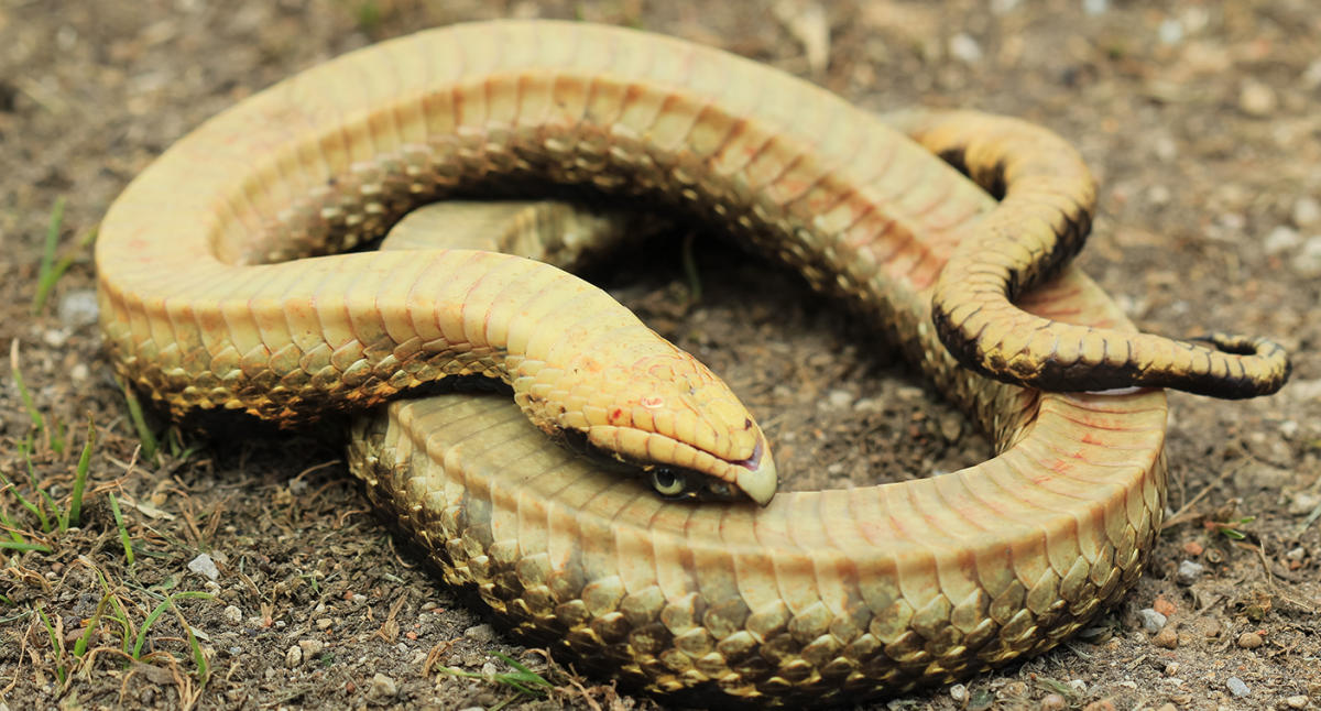 Baby hognose snake plays dead so well, baby