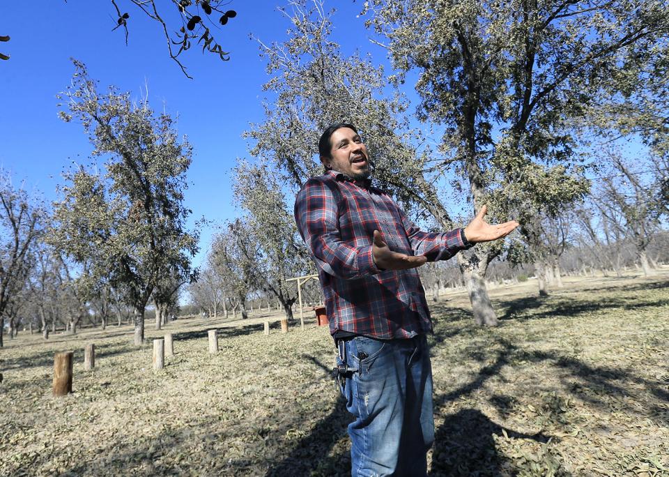 The Ramirez Pecan Farm will have its Pecan Harvest Festival from 10 a.m. to 4 p.m. Saturday.