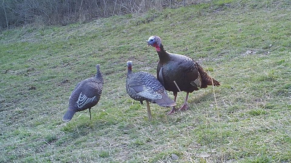 A mature gobbler tries to  beat up on a decoy (young male turkey) guarding a hen decoy.