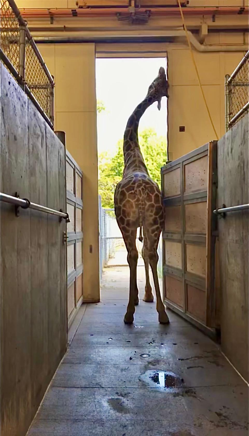 Chioke scratches his head in the walkway of a stall area at the Great Plains Zoo and Butterfly House & Aquarium.