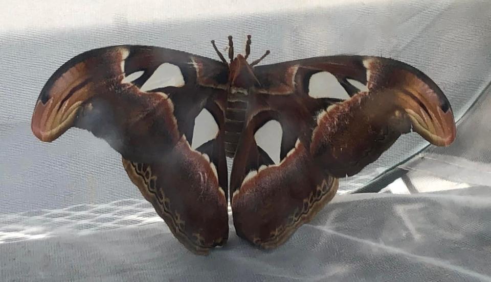An Atlas moth [Attacus atlas] spreads its wings in the Butterflies LIVE! exhibit at Lewis Ginter Botanical Garden in Henrico, Va.