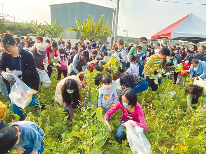 南投縣草屯鎮公所「來趣拔蘿蔔」活動，20日開拔。（楊靜茹攝）