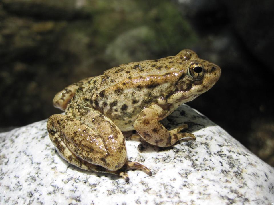 Yellow Legged frog (Rana Muscosa).