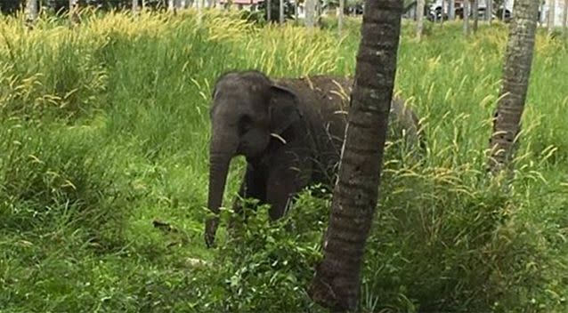 The four-year-old elephant that attacked Mr Chan.