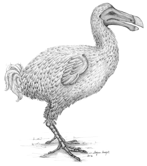 Dodos became extinct in the 1860s 