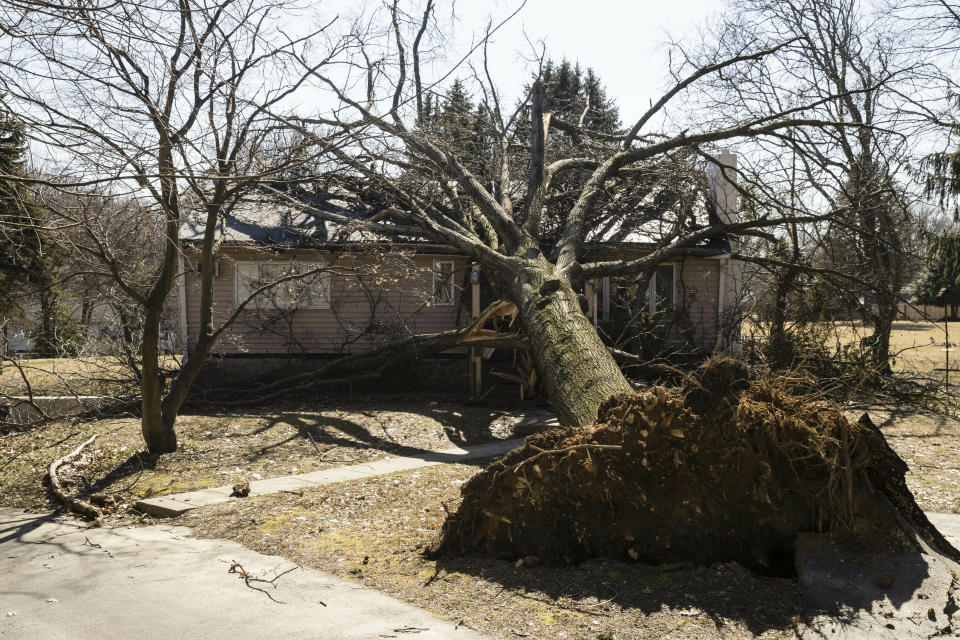 A tree toppled by wind fell upon a home in Springfield, Pa., on Monday after high winds roared throughout the region.&nbsp; (Photo: ASSOCIATED PRESS)