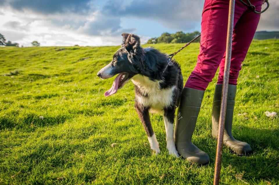 a woman walking her shepherd dog outside