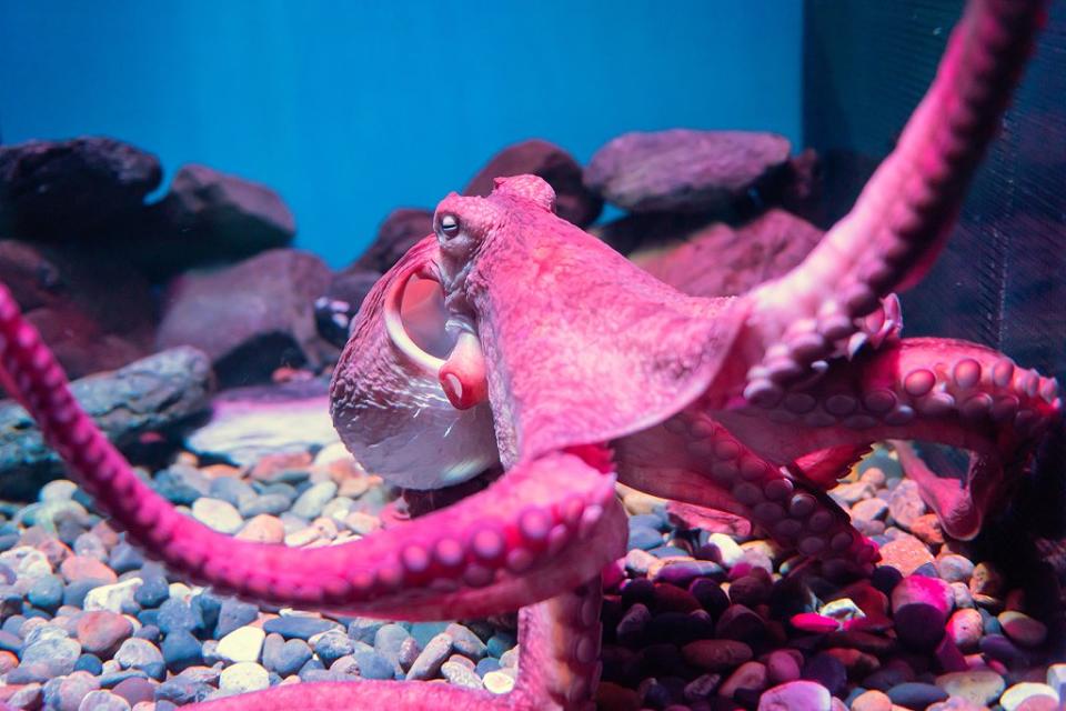 Pulpo en acuario