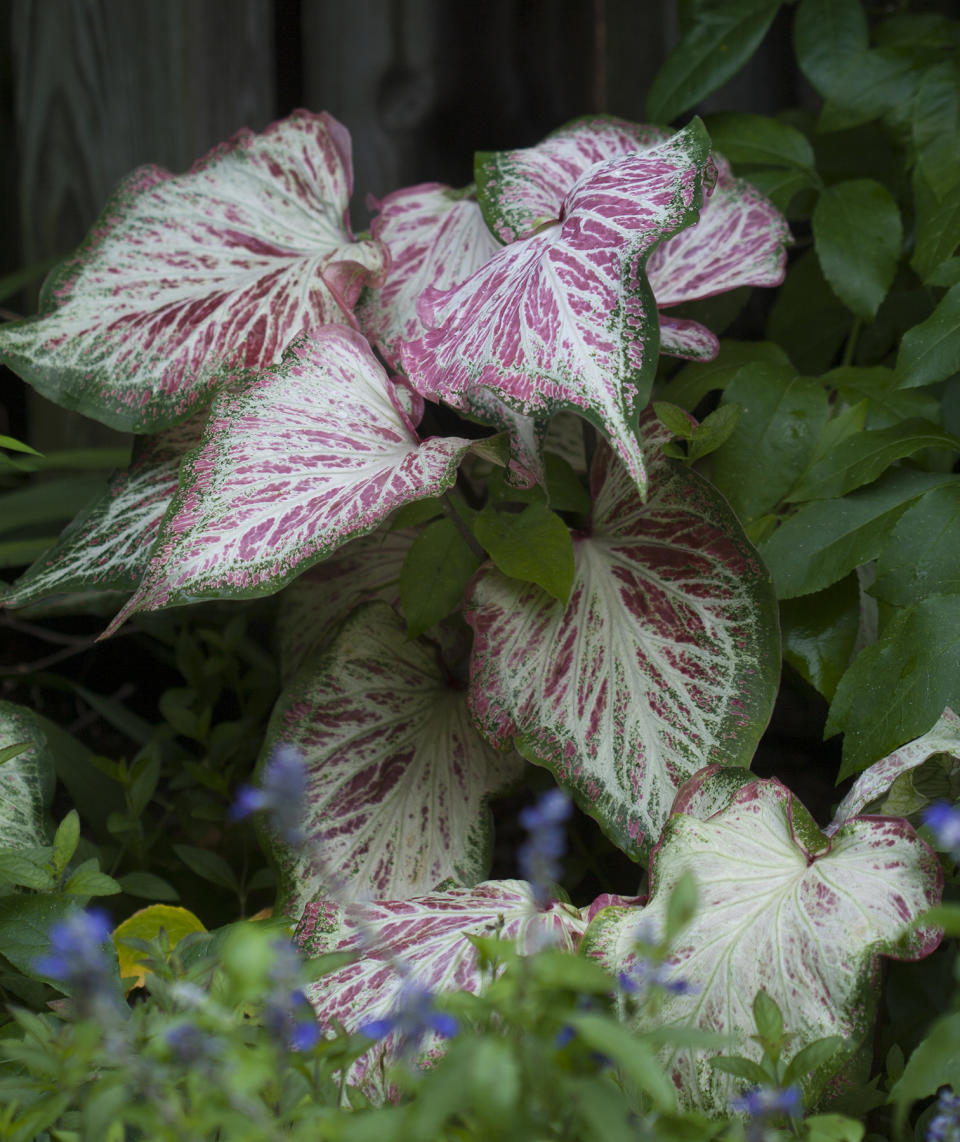 Pro Pick: Caladium