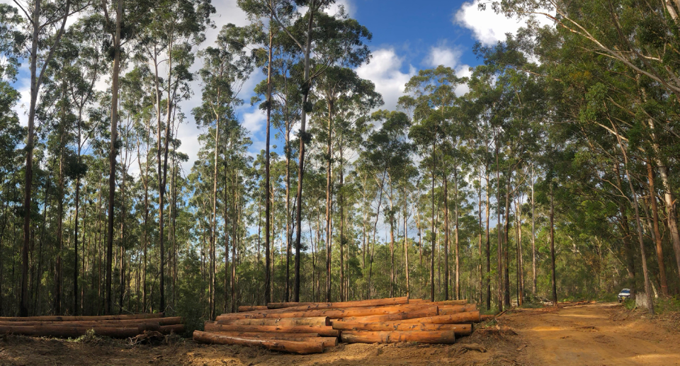 Logs in the foreground. Roads. In a forest being selectively harvested.