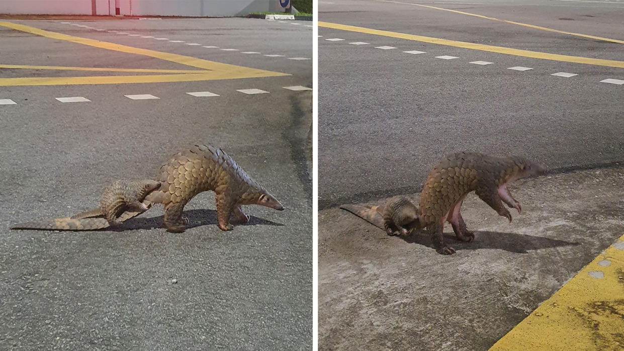 'Mother and baby' pangolins were spotted crossing the road in Singapore. (Photos: Francis Poh)