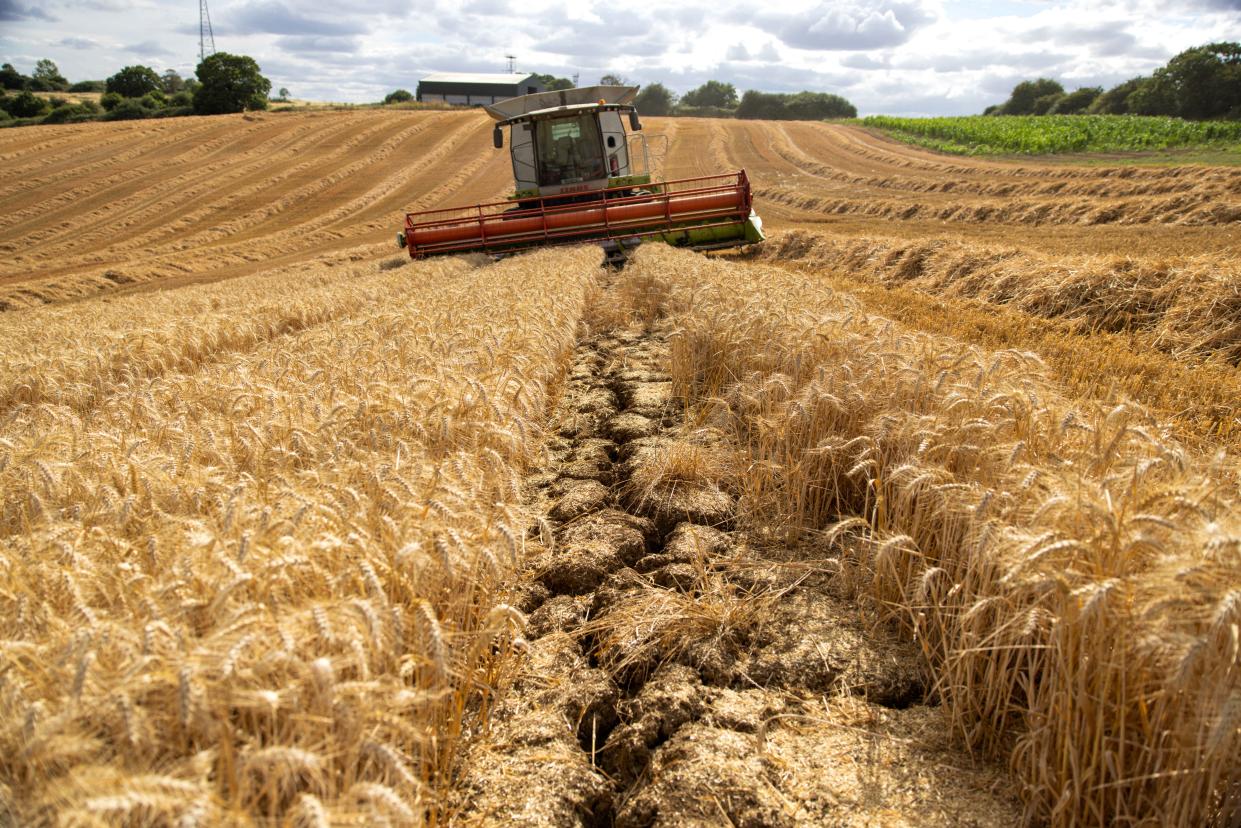 A combine harvesting wheat, and cracks in the soil of a wheat field in the United Kingdom last August.