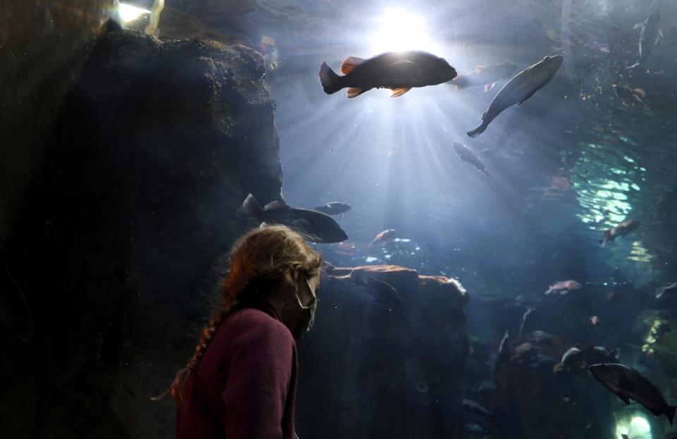 The Oregon Coast Aquarium in Newport is well worth a visit despite being pricey. Tickets range from $14.95 for children 3 to 12 years old to $24.95 for adults 18 to 64 years old. Infants and toddlers are admitted free of charge.