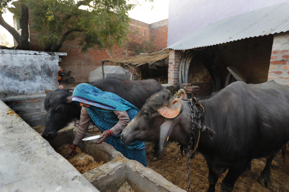 Indian farmer Ram Singh Patel's wife Kantee Devi prepares fodder for their cattle in the backyard of their village house in Fatehpur district, 180 kilometers (112 miles) south of Lucknow, India, Saturday, Dec. 19, 2020. Patel's day starts at 6 in the morning, when he walks into his farmland tucked next to a railway line. For hours he toils on the farm, where he grows chili peppers, onions, garlic, tomatoes and papayas. Sometimes his wife, two sons and two daughters join him to lend a helping hand or have lunch with him. (AP Photo/Rajesh Kumar Singh)