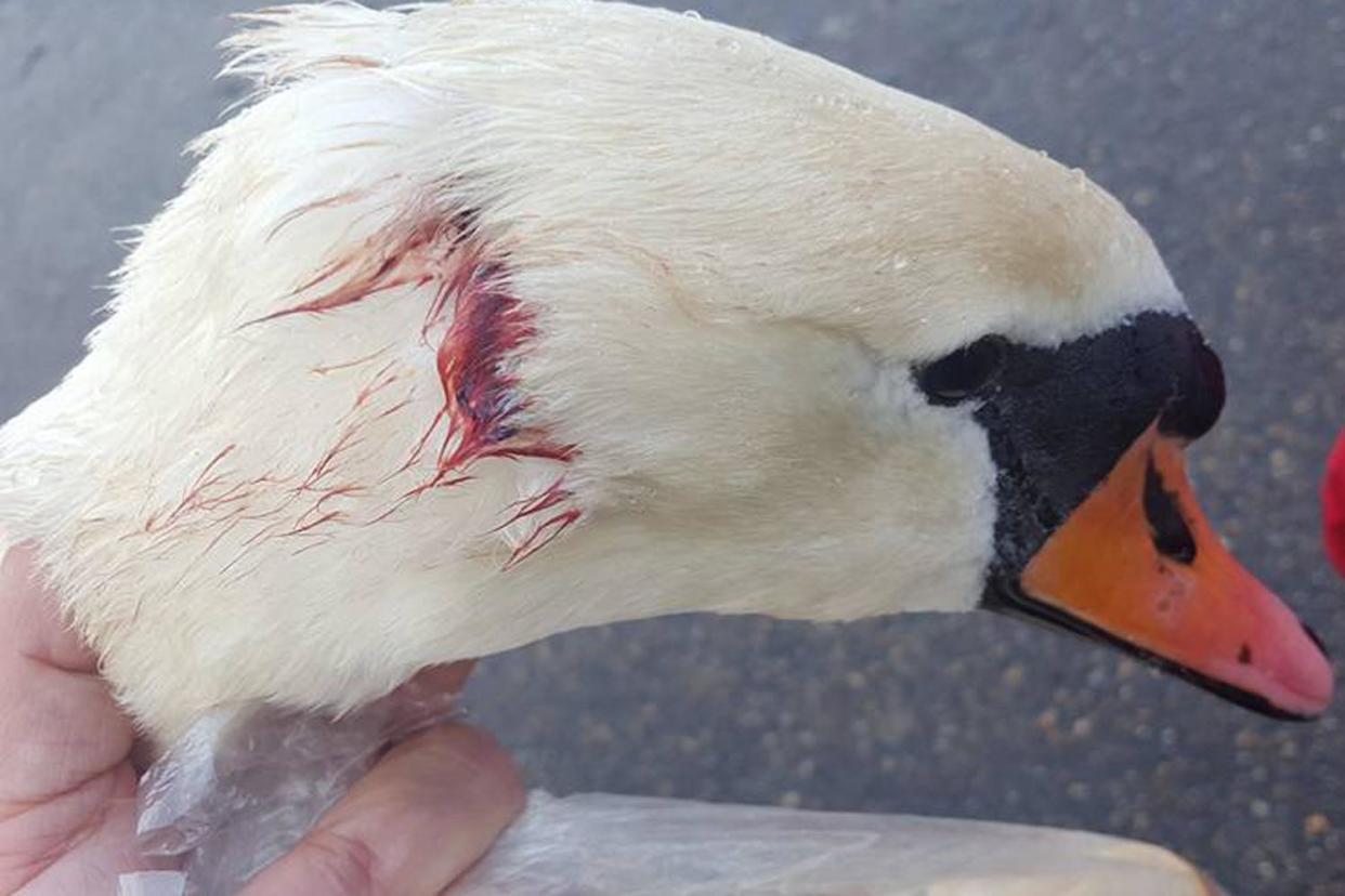 Injured swan: Police are investigating two separate attacks: Facebook/Swan Support