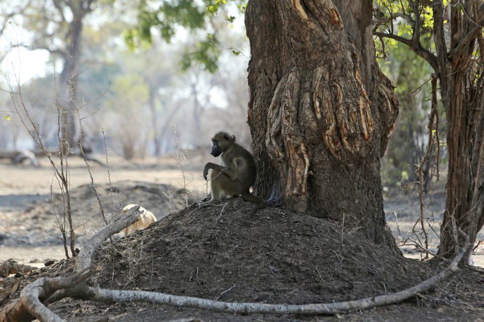 In this Oct, 27, 2019, photo, a baboon sits under a tree in Mana Pools National Park, Zimbabwe. Elephants, zebras, hippos, impalas, buffaloes and many other wildlife are stressed by lack of food and water in the park, whose very name comes from the four pools of water normally filled by the flooding Zambezi River each rainy season, and where wildlife traditionally drink. The word “mana” means four in the Shona language. (AP Photo/Tsvangirayi Mukwazhi)