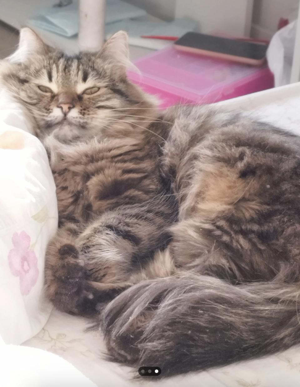 Long-haired tabby cat lounging comfortably on a soft surface