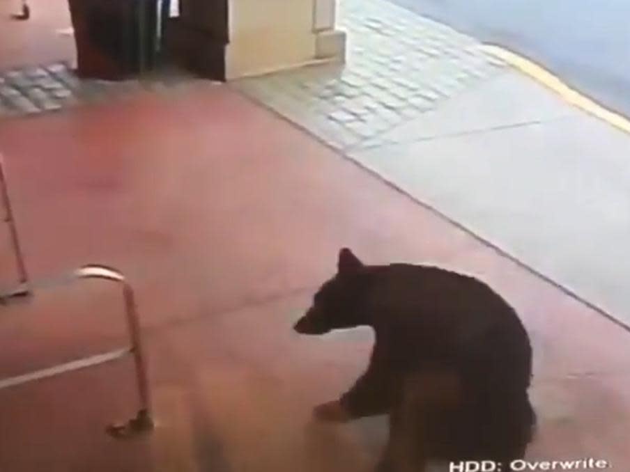 Bear wanders into a liquor store in Connecticut