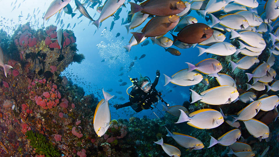 Diver is swimming happily with coral fishes in Indonesia