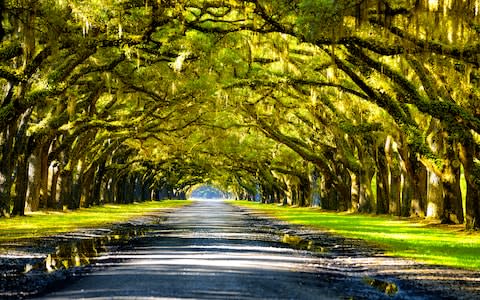 Oak Alley Plantation - Credit: iStock