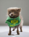 <p>Team: Fluff<br> From: Florida Little Dog Rescue<br> (Photo: Animal Planet) </p>