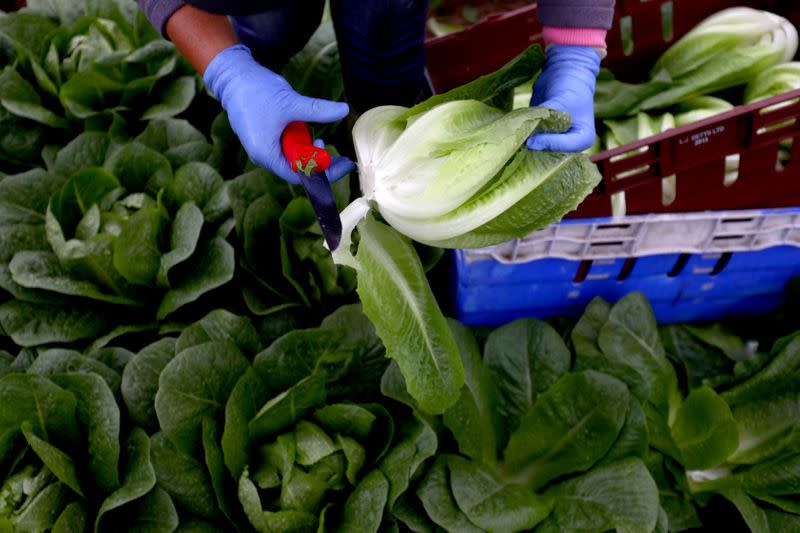 FILE PHOTO: A migrant worker picks lettuce on a farm in Kent