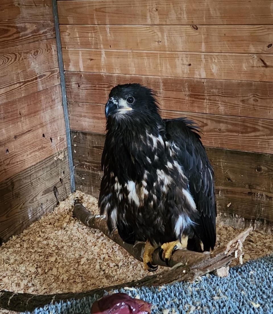 Pat the eaglet is recovering from a 90-foot from its nest.