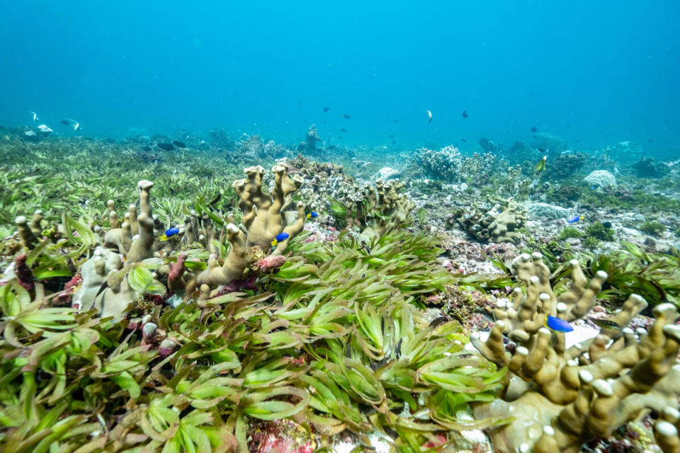 海草是個生態豐富的小社區，許多生物在此棲息、覓食，是海洋食物鏈中不可或缺的角色。