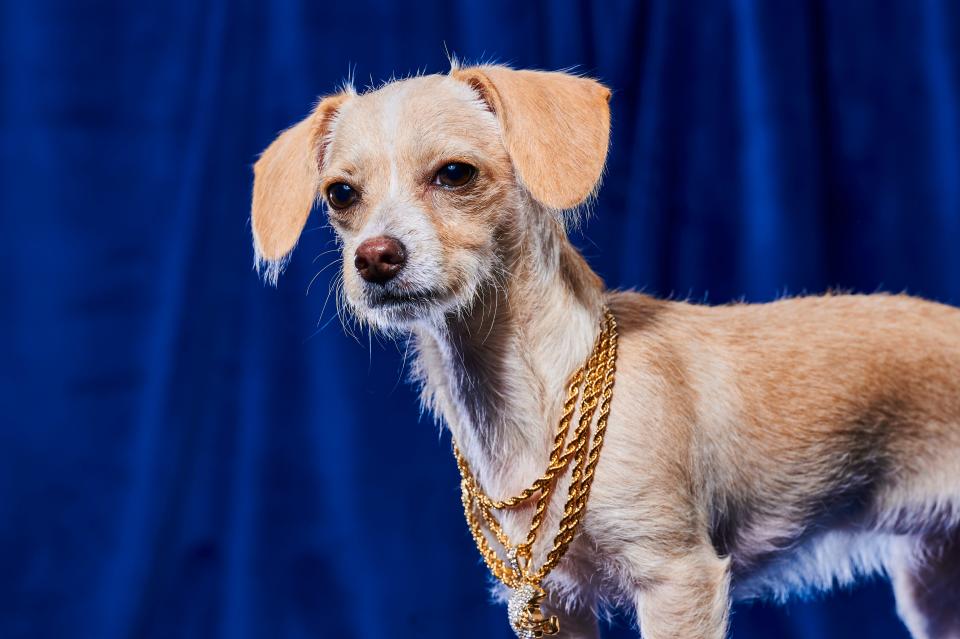 Inya, a chihuahua and miniature pinscher mix rescued by NAGI Foundation, is among the 122 canines who will be featured during Animal Planet's 2023 Puppy Bowl XIX on Feb. 12.
