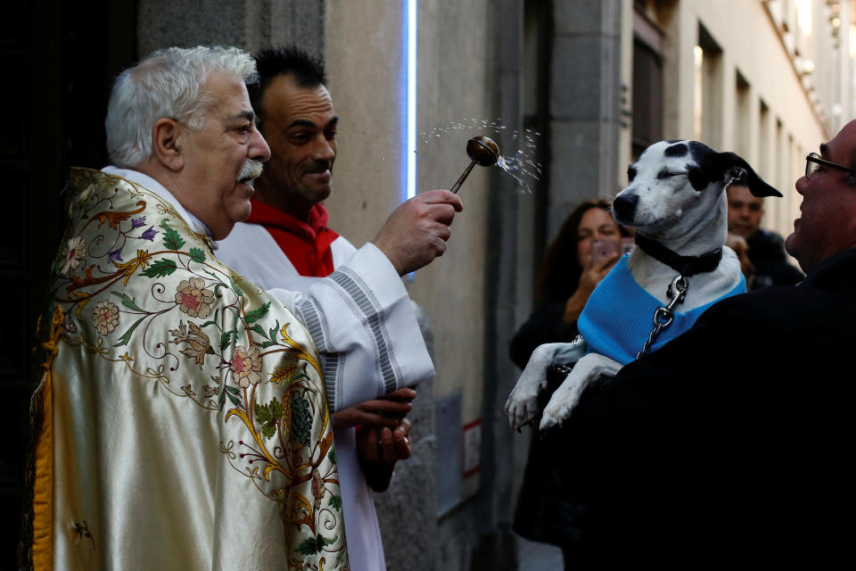 Blessing of the animals on St. Anthony’s Day