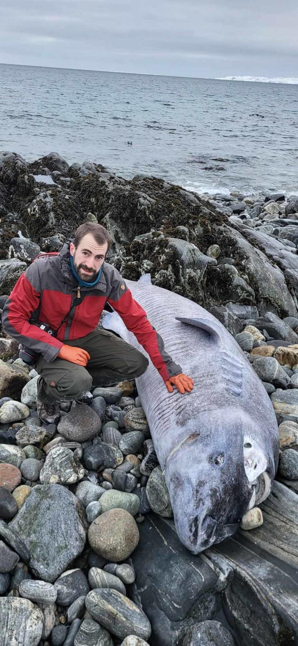 El biólogo Daniel Estévez-Barcia junto al tiburón de Groenlandia encontrado en Avannarliit. Foto del Instituto de Recursos Naturales de Groenlandia.