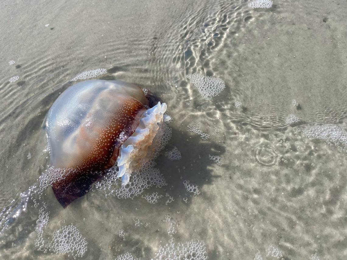 A cannonball jellyfish washed ashore along Hilton Head Island’s coast.