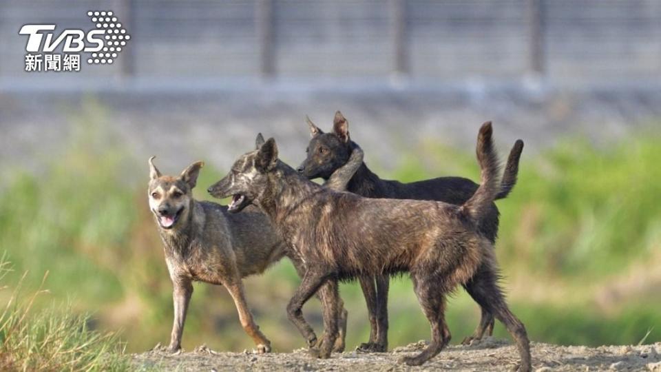 據官方估算，全國遊蕩犬數量接近16萬隻。（示意圖／shutterstock達志影像）